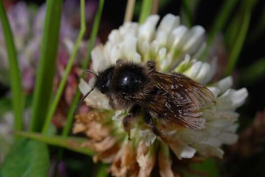 Слика од Bombus rupestris (Fabricius 1793)