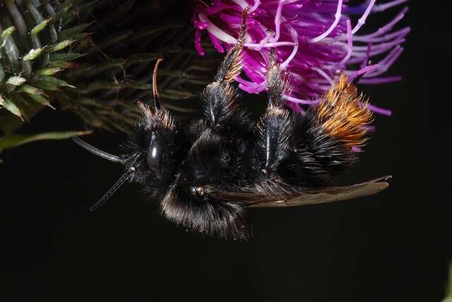 Image of Bombus rupestris (Fabricius 1793)