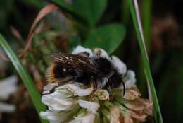 Image of Bombus rupestris (Fabricius 1793)