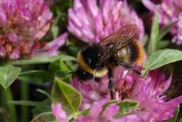 Image of Bombus soroeensis (Fabricius 1776)