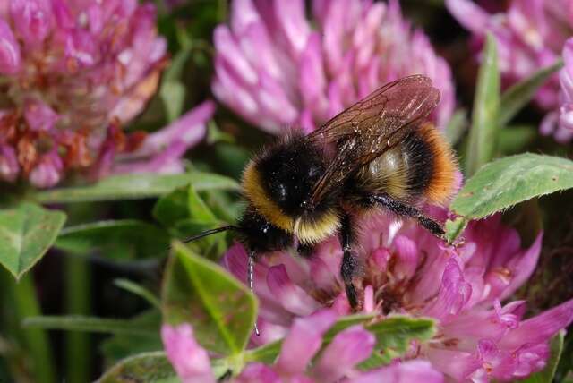 Image of Bombus soroeensis (Fabricius 1776)