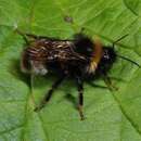 Image of Bombus sylvestris (Lepeletier 1832)