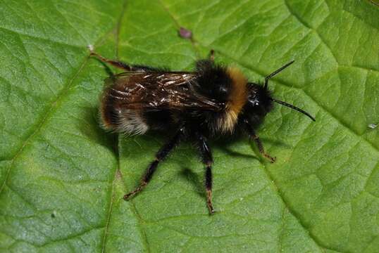 Image of Bombus sylvestris (Lepeletier 1832)