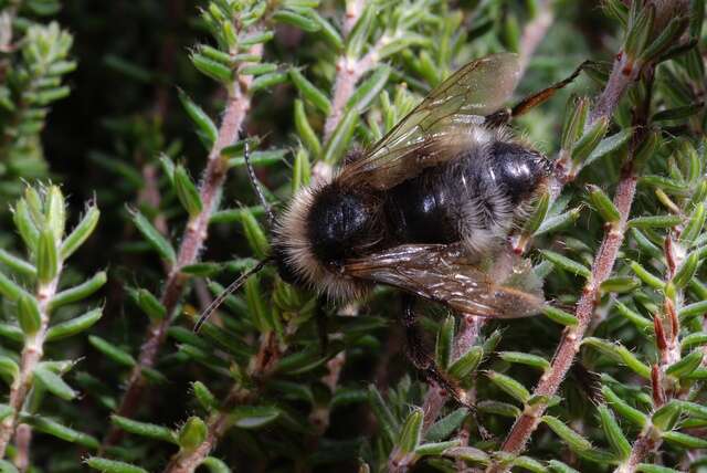 Image of Bombus sylvestris (Lepeletier 1832)