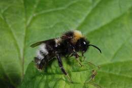 Image of Bombus sylvestris (Lepeletier 1832)