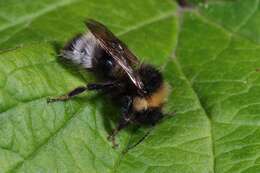 Image of Bombus sylvestris (Lepeletier 1832)