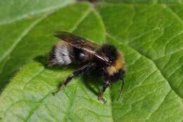 Image of Bombus sylvestris (Lepeletier 1832)