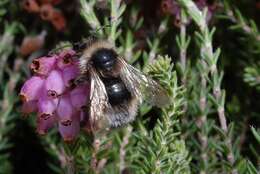 Image of Bombus sylvestris (Lepeletier 1832)