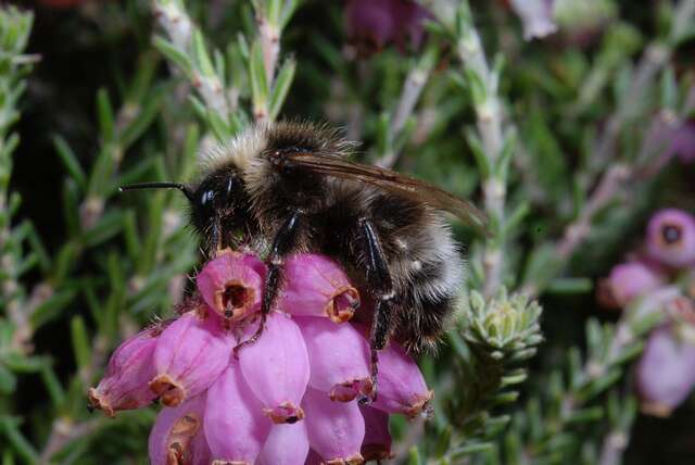 Image of Bombus sylvestris (Lepeletier 1832)