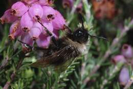 Image of Bombus sylvestris (Lepeletier 1832)