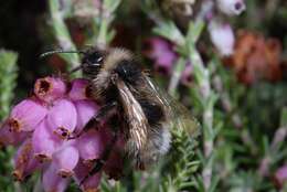 Image of Bombus sylvestris (Lepeletier 1832)