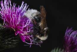 Image of Vestal cuckoo bee