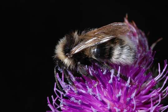 Image of Vestal cuckoo bee