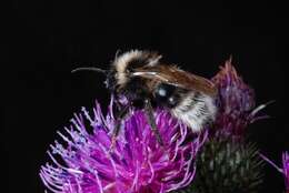 Image of Vestal cuckoo bee