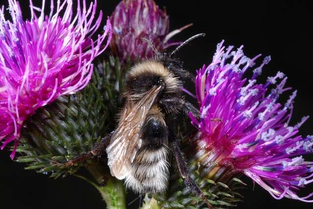 Image of Vestal cuckoo bee