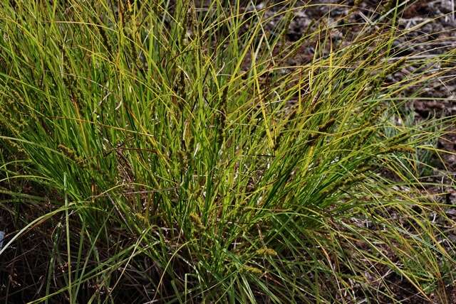 Image of Brown fox sedge