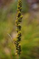 Image of Brown fox sedge