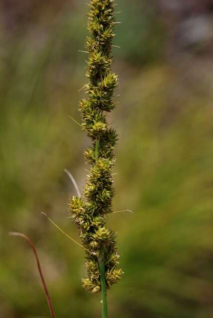 Image of Brown fox sedge