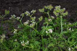 Image of bur parsley