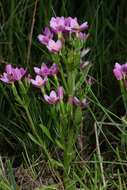 Image of Centaury