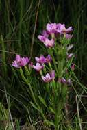 Image of Centaury