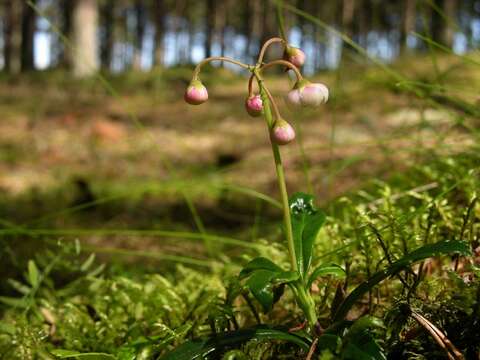 Image of wintergreen