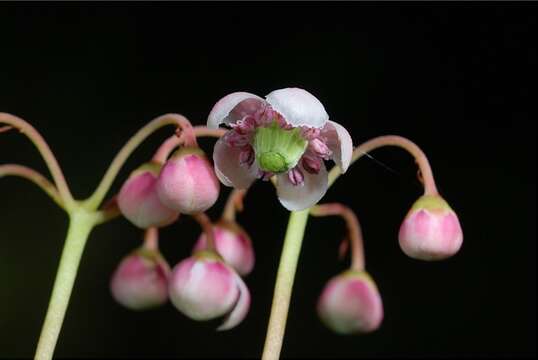 Image of wintergreen