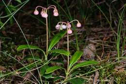 Image of wintergreen