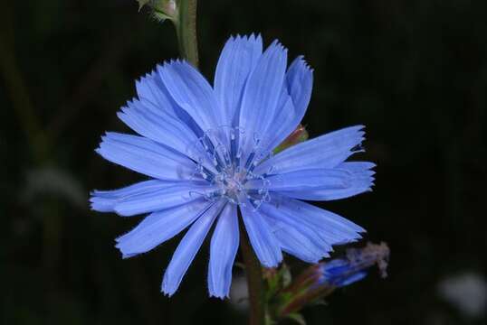 Image of chicory