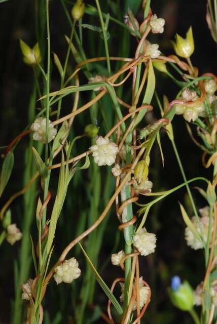 Imagem de Cuscuta