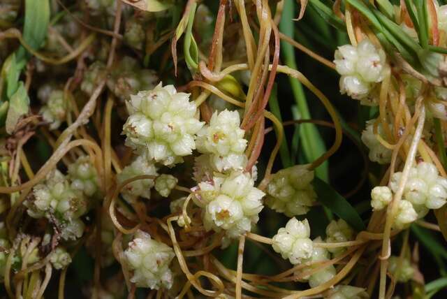 Imagem de Cuscuta