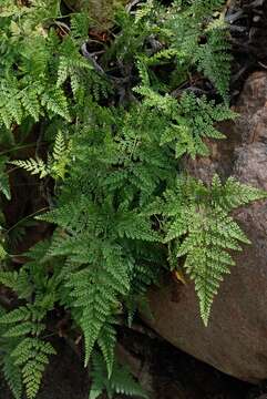 Image of black rabbitsfoot fern