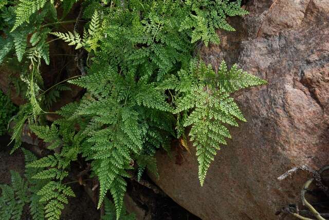 Sivun Davallia trichomanoides Bl. kuva