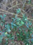 Plancia ëd Hypericum tetrapetalum Lam.