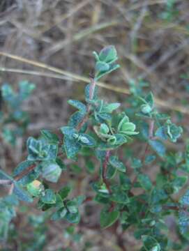 Image of fourpetal St. Johnswort