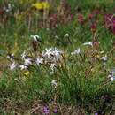 Image of Dianthus arenarius subsp. arenarius