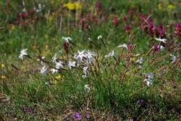 Dianthus arenarius L.的圖片