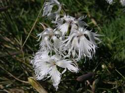 Dianthus arenarius L.的圖片