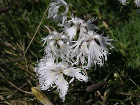 صورة Dianthus arenarius L.