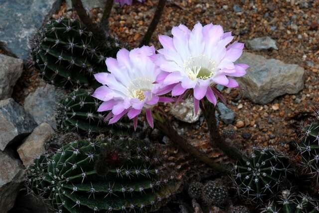 Echinopsis oxygona (Link) Zucc. ex Pfeiff. resmi