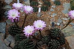 Echinopsis oxygona (Link) Zucc. ex Pfeiff. resmi