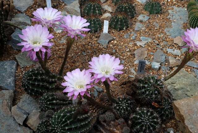 Echinopsis oxygona (Link) Zucc. ex Pfeiff. resmi