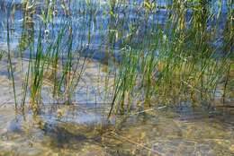 Image of Eleocharis palustris subsp. waltersii