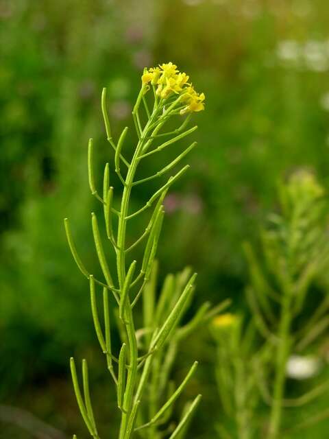 Plancia ëd Erysimum