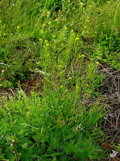 Plancia ëd Erysimum