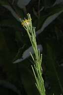 Image of Erysimum strictum P. Gaertn., B. Mey. & Scherb.