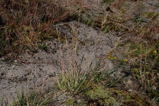 Image of Festuca beckeri (Hack.) Trautv.