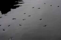 Image of whirligig beetles