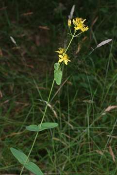 Image of mountain St. John's Wort