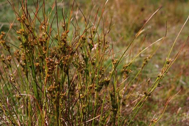 Image of Slender rush